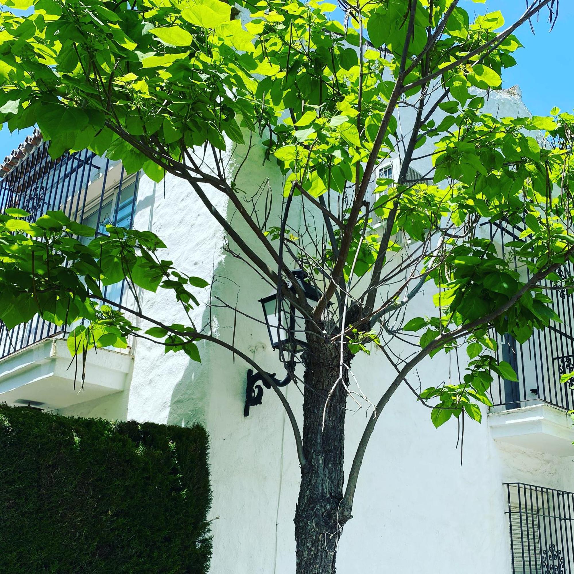 Tarifa Especial, Sin Aglomeraciones En Piscina Y Playa, Cerca De Puerto Banus エステポナ エクステリア 写真
